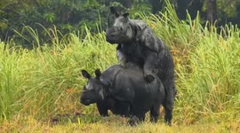 Caught in the act! One-horned rhinos seen mating