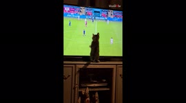 ''Are You Fur Real?' - Italy's Biggest Supporter in Euro 2020 Revealed'