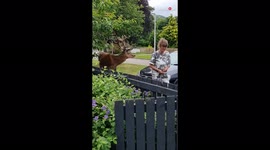 Calm stag frequently visits Scottish family's garden to be fed