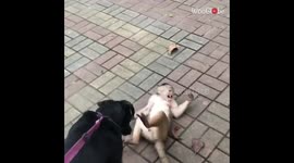 'Horny Capuchin Monkey Teasing & Playing with Dog'