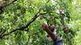 Farmers Harvest Plums In Northern india