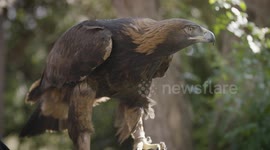 Did You Know Eagles Can Reach Speeds of up to 200 Mph?
