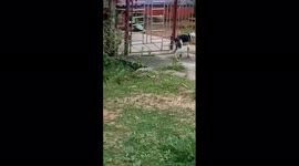 The plastic bottle stuck in the dog's head happened in Tamil Nadu  southern India