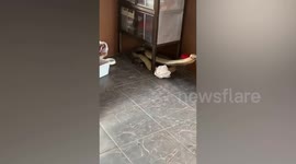 Huge king cobra caught hiding under kitchen cabinet