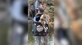 Majestic cat explores sites of rural Canada, snuggly tucked into BACKPACK