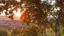 A Breeze Through Birch Trees During the Midnight Sun in Trøndelag Norway