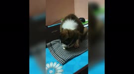 ... Came as a puppy, naughty and very restless and now he's our baby Louie