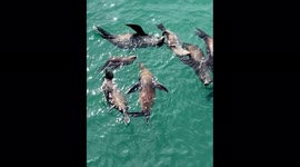 Lazy and Playful Sea Lions in the Pacific Ocean Near Santa Cruz