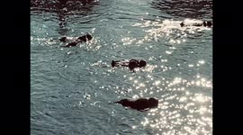 Otter Floating with Baby on Sparkling Ocean in Morro Bay California
