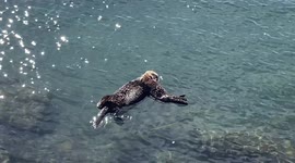 Closeup of Mother and Baby Otter Floating in Morro Bay, California
