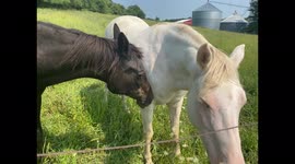 Black and White Horse Nuzzle Each Other on a Sunny Day in the Midwest