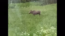 A Norwegian Moose Eats Tall Grass During Midnight Sun in the Far North