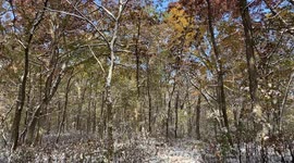 A Light Dusting of Snow Glisten in Sun Atop Autumnal Colours in the Forest