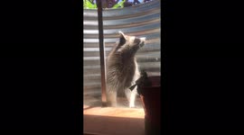 Rocky Raccoon….