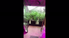 Legal home grow…. First try.  BINGO! Cannabis