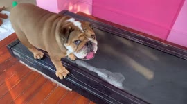 Lazy and fat bulldog refuses to do walking exercises on treadmill