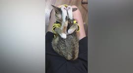 Kickin' it! Cat sleeps in strange position with hind legs touching its head