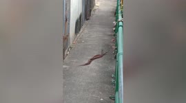 Sexy sinners! Snakes mate behind Buddhist temple
