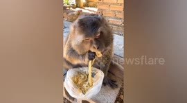 Monkey eats noodles using hands