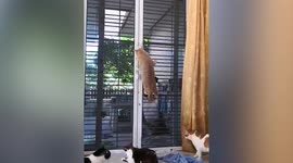 Cat claws to open house door using mouth