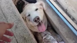 Chubby Labrador Retriever rescuer after being stuck in drain