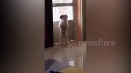 Curious dog stands on hind legs to watch stray animals fight outside