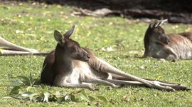 Kangaroo mothers relax with their large Joeys on a sunny winter’s day in Australia