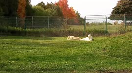 White lions spotted on camera at african lions safari in cambridge ontario canada