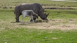 Goat and a Rhino at african lions safari cambridge ontario canada