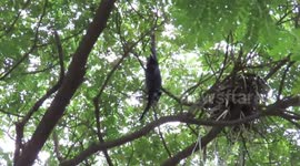 Rescuers save helpless bird caught in kite string atop 80-feet-tall tree in India