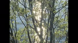Sparkling Lights Reflected from Sun and Water Through Tree Branches