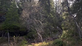 Sunlight Casting on a Birch Tree During Summer in a Norwegian Forest