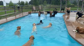 Adorable video shows 39 puppies leaping into a swimming pool to cool off on a hot day!