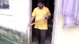 7-foot-long Indian rat snake gets rescued from house in southern India