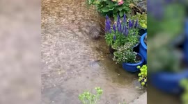 Adorable hedgehog wades through rain water to get to dry land before shaking itself off like a puppy
