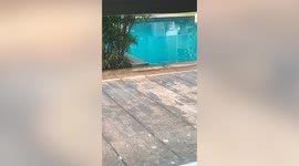Cheeky monitor lizard cools off in hotel swimming pool in Thailand