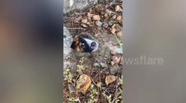 Hapless dog rescued after poking head through manhole cover and getting stuck