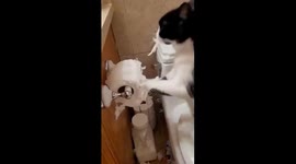 CRAZY CAT !! Destroying toilet paper roll making a mess funny cat