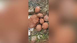 Dinosaur eggs dating back 10-million-years discovered in southern China