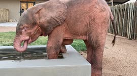 ADORABLE orphaned elephant takes to new home after being rescued from poacher's snare
