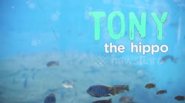 Tony the Hippo is Taking His First Steps Towards Independence from Mom