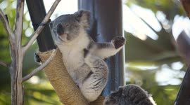 These Cute Koala Joeys Love to Snack all Day, and That's a Good Thing