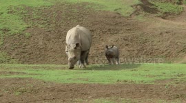 Exploring With Mom! This Baby Rhino Is Spending Some Quality Time With Mom