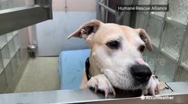 Taking precautions to protect your pets from the heat