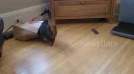 Kitten plays inside of a paper bag
