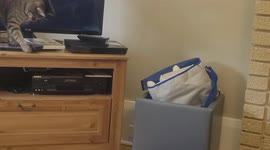 kitten knocks over tv remote