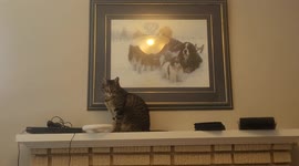 Kitten takes out Mario kart Wii remote
