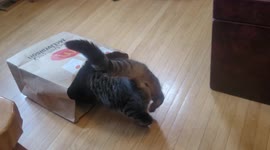 Cats in the bag