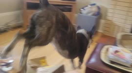 Doggo speaks about wanting pizza