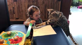 Albus the Bengal cat teaches baby brother how to use crayons to colour and make art